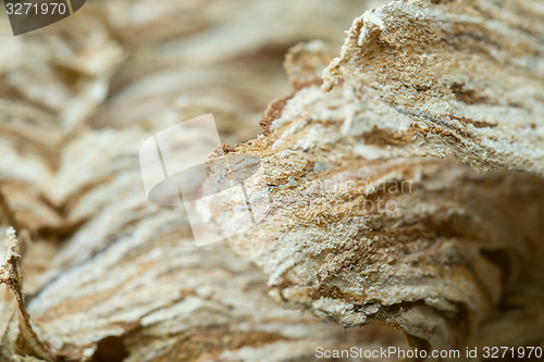 Image of Wasp nest texture background