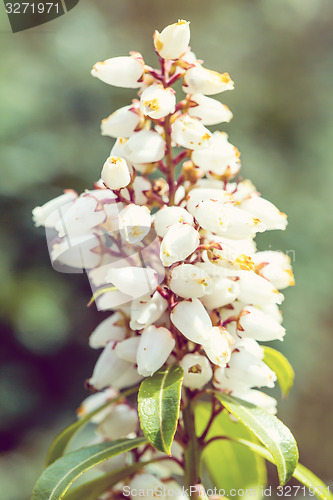 Image of Erica carnea in bloom