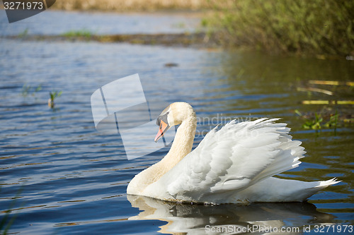 Image of Mute swan, Cygnus, single bird on water