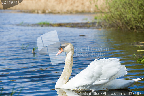 Image of Mute swan, Cygnus, single bird on water