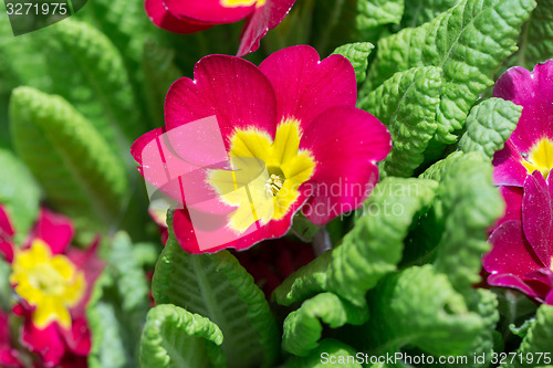 Image of closeup of beautiful red primrose