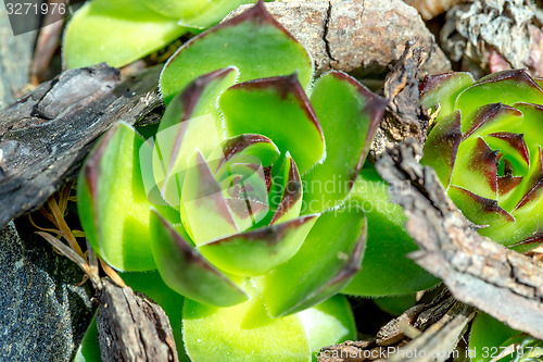 Image of green sempervivum closeup