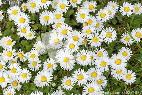 Image of small daisy flower