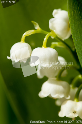 Image of Blooming Lily of the valley in spring garden