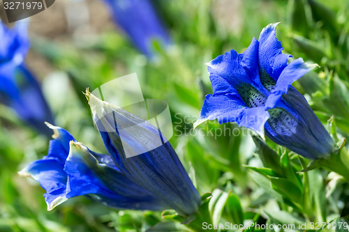 Image of Trumpet gentiana blue spring flower in garden