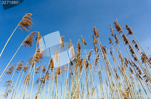 Image of reeds at the pond against blue sky