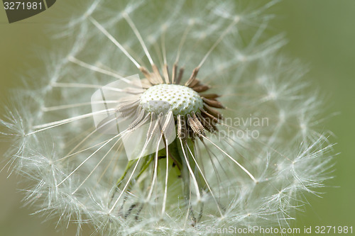 Image of close up of Dandelion on background green grass