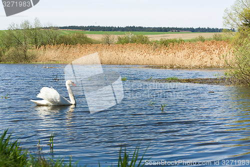 Image of Mute swan, Cygnus, single bird on water