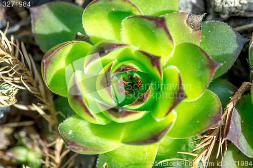 Image of green sempervivum closeup