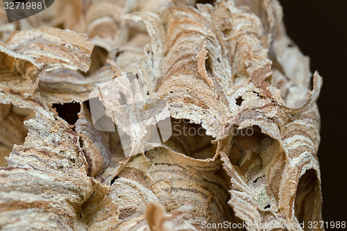 Image of Wasp nest background