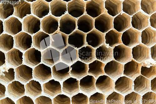 Image of Wasp nest texture background