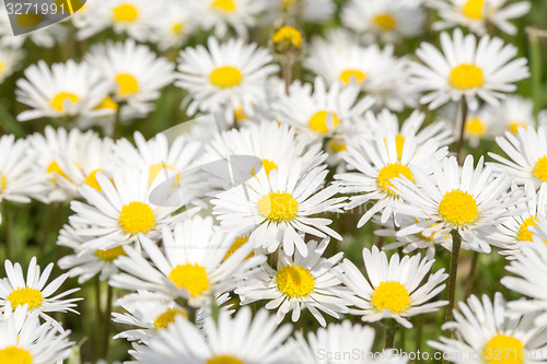 Image of small daisy flower