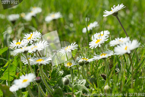 Image of small daisy flower