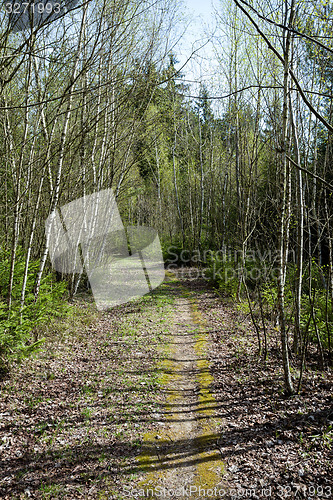 Image of Spring shot of pathway in small young forrest