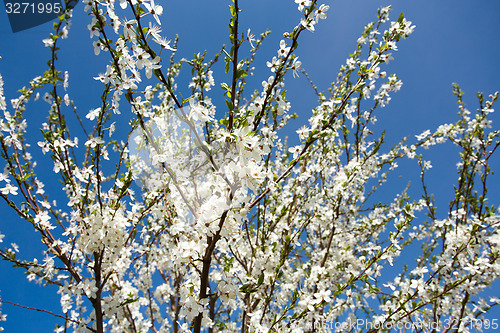 Image of Blossoming apple in spring 