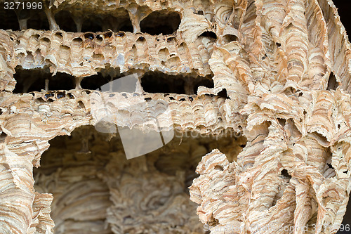 Image of Wasp nest background