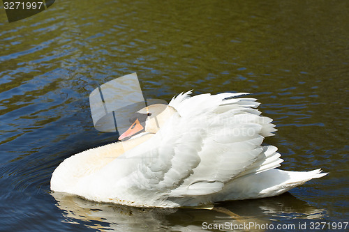 Image of Mute swan, Cygnus, single bird on water