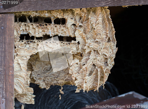 Image of Wasp nest background