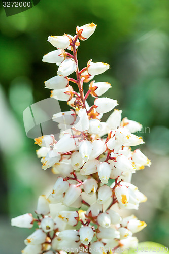 Image of Erica carnea in bloom