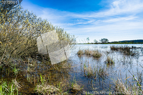 Image of reeds at the pond