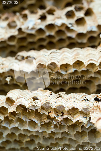 Image of Wasp nest background