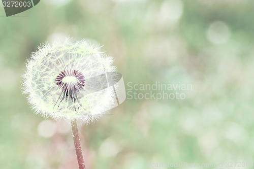 Image of close up of Dandelion with abstract color