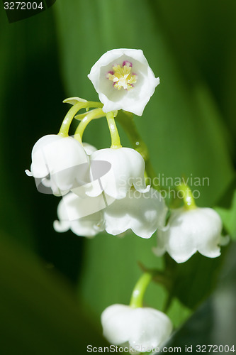 Image of Blooming Lily of the valley in spring garden