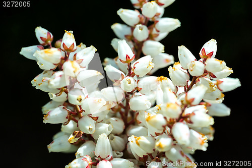 Image of Erica carnea in bloom