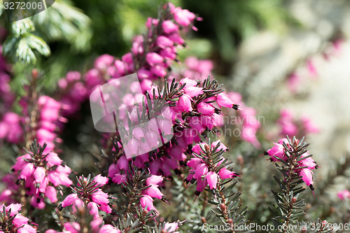 Image of Macro of small purple heather blossoms