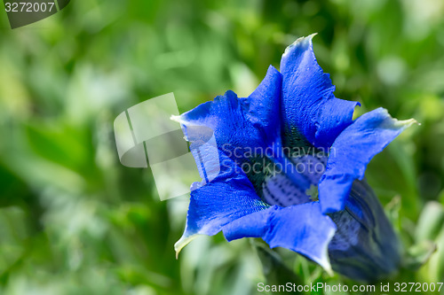 Image of Trumpet gentiana blue spring flower in garden