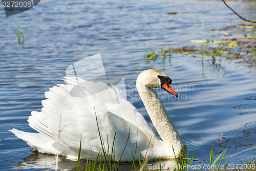 Image of Mute swan, Cygnus, single bird on water