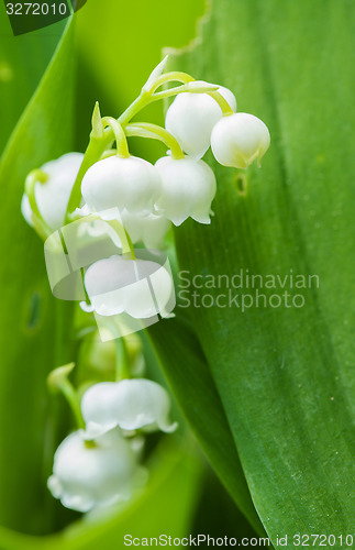 Image of Blooming Lily of the valley in spring garden