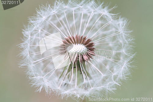 Image of close up of Dandelion with abstract color