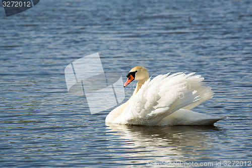 Image of Mute swan, Cygnus, single bird on water