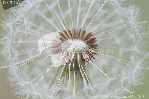 Image of close up of Dandelion with abstract color