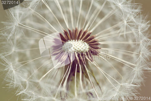 Image of close up of Dandelion with abstract color
