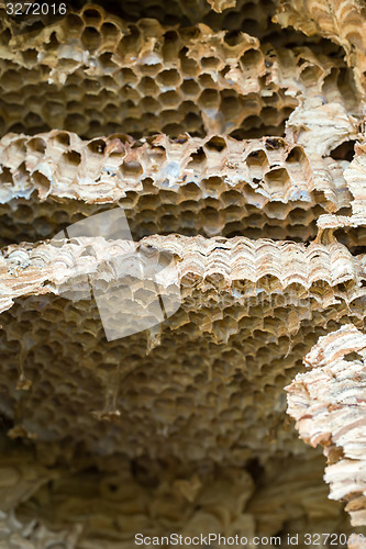 Image of Wasp nest background