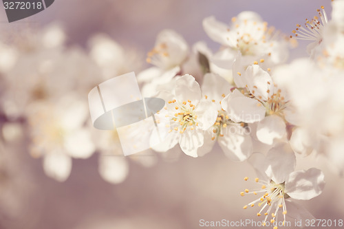 Image of Blossoming apple in spring 