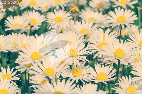 Image of small daisy flower retro color