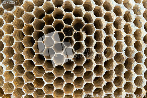Image of Wasp nest texture background