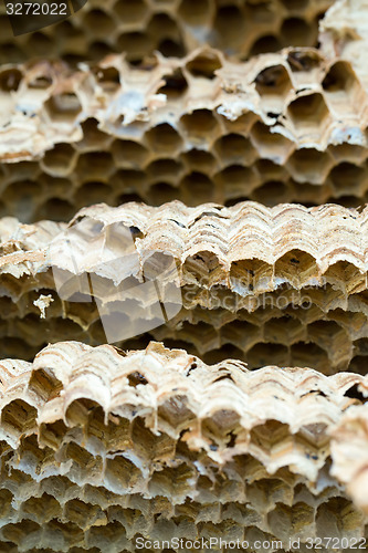 Image of Wasp nest background