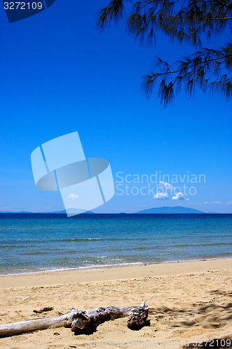 Image of branch in nosy be