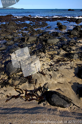 Image of rocks and weed