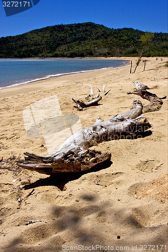 Image of bush in madagascar
