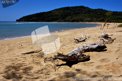 Image of beach and sand  in nosy be and a tree