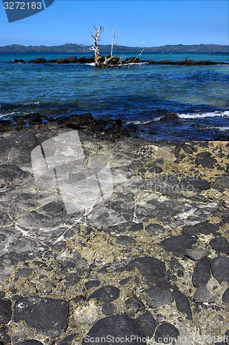 Image of rocks and tree