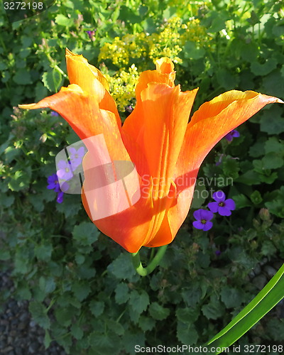 Image of Tulip