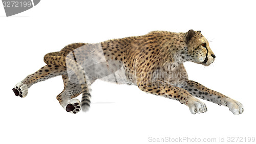 Image of Cheetah