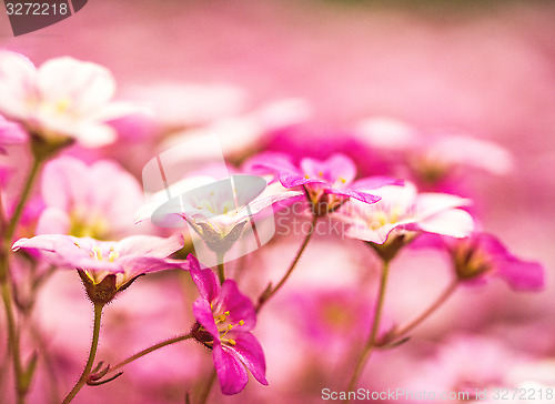 Image of pink geranium