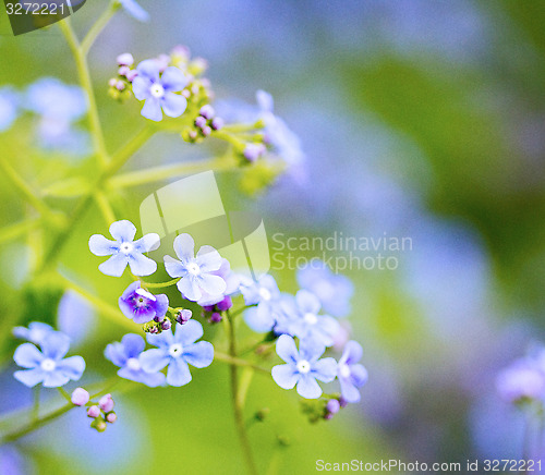 Image of forget-me-not